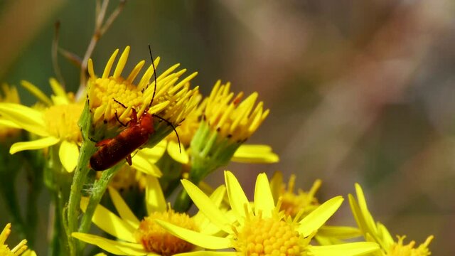 Soldier Beetle on the yellow flowers, his Latin name is Cantharis livida