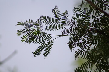 fern in the sky