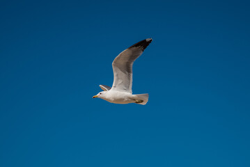 Seagull