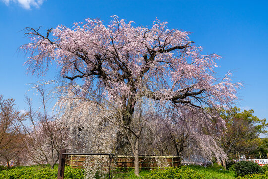 祇園枝垂桜」の写真素材 | 203件の無料イラスト画像 | Adobe Stock