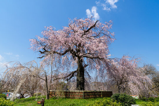 祇園枝垂桜 Images Browse 38 Stock Photos Vectors And Video Adobe Stock 祇園枝垂桜 Images Browse 38 Stock Photos Vectors And Video Adobe Stock