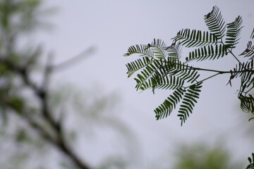 fern leaves against blue sky