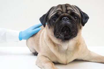 Scared of doctors. Cute scared pug dog puppy at medical checkup. emotional dog expresses fear,...