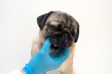 Veterinary doctor in medical gloves lubricates the dog wounds with ointment. pug dog with red...