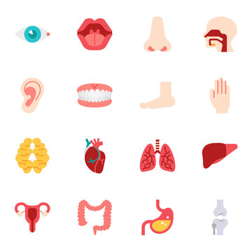 Human organ or body parts icon set1. Vector illustration isolated on white background.
