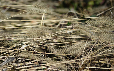 grass in the wind