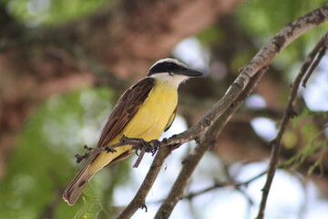 spotted woodpecker