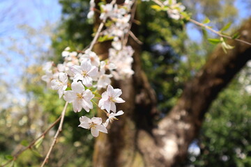 しだれ桜と木の幹