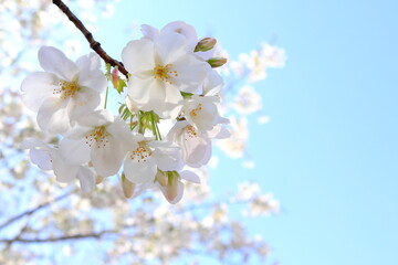 桜と青空