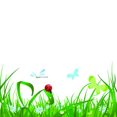 Meadow beetle vector