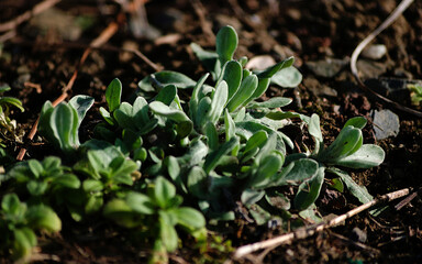 close up of a plant