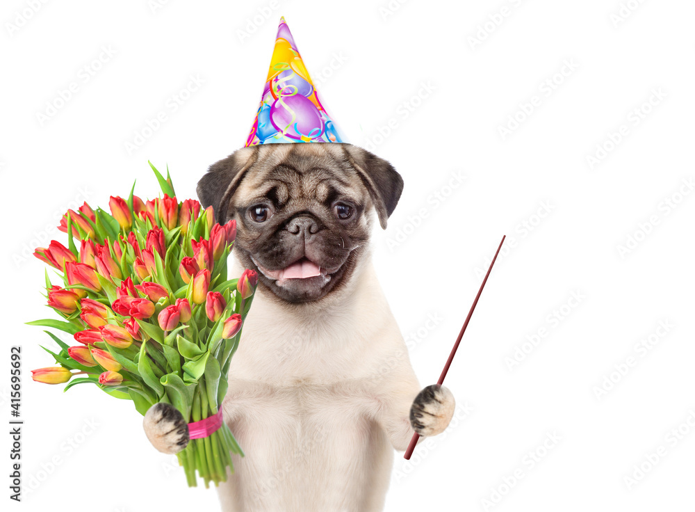 Poster Pug puppy wearing party cap holds a bouquet of tulips and points away on empty space. isolated on white background