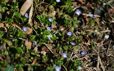 spring in the forest
