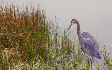 Fototapeta premium a great blue heron bird standing in the water in the park. British Columbia, Canada