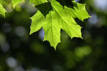 Spring maple leaves on a dark background.