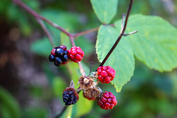 berries of a blackberry