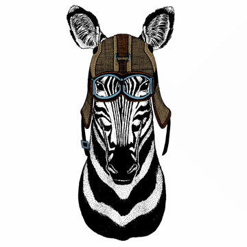 Zebra vector portrait. Head of african wild animal zebra.