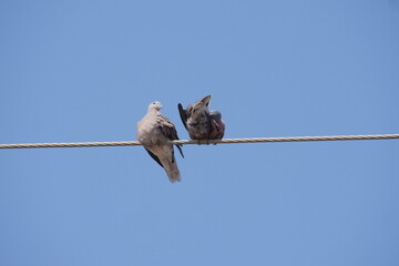 Wire perching bird