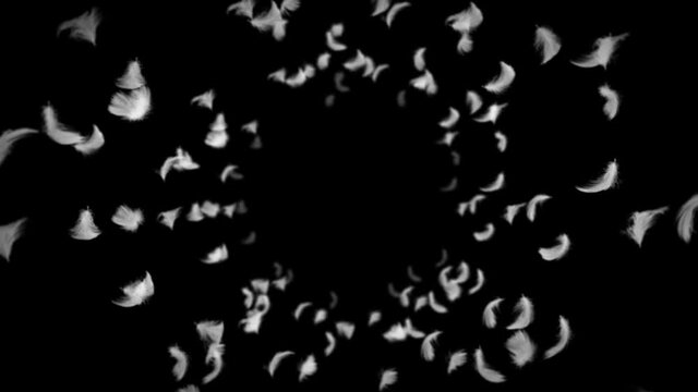 Flying many white feathers on black background. Beautiful feather floating in air. Happiness concept. 3D loop animation of feathers.