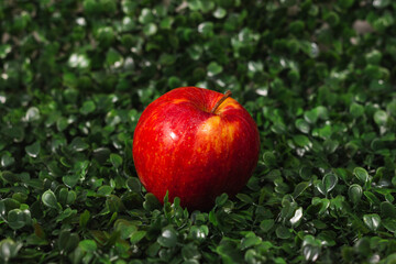 manzana roja fresca y sola en un fondo verde de hojas. 