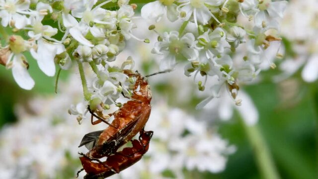 Pair of Soldier Beetle in copulation, their Latin name is Cantharis livida