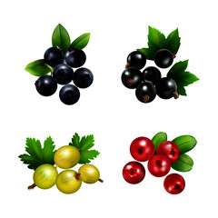Fruit vector