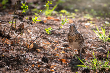 Fieldfare, Turdus pilaris, on a sprng lawn.