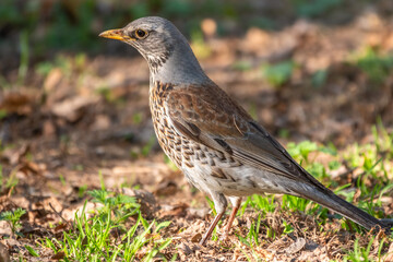 Fototapeta premium Fieldfare, Turdus pilaris, on a sprng lawn.