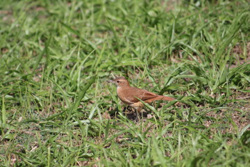 bird in the grass