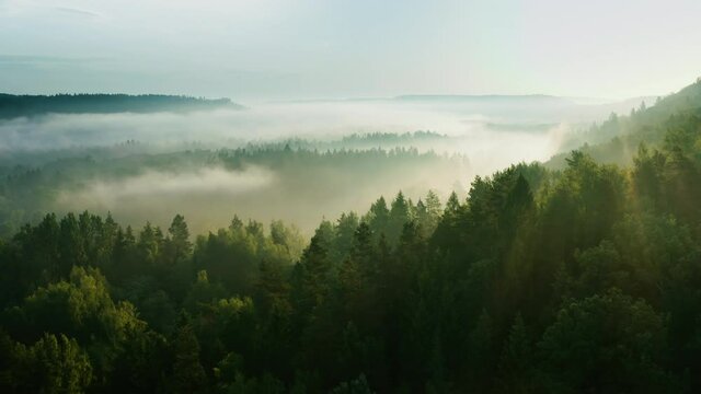 Passage over scenic, sunlit evergreen mountains shrouded in mist, aerial shot