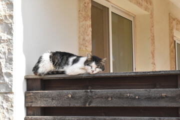 Cat sleeping on wooden fence of a house.