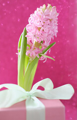 pink hyacinth flower. spring coming concept. easter gift decor. springtime flowers. spring holiday selebrating