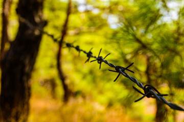 Closeup of barbed wire in a forest