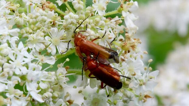 Pair of Soldier Beetle in copulation, their Latin name is Cantharis livida