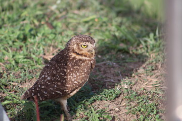 horned owl