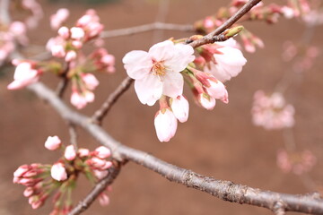 咲き始めの桜の枝