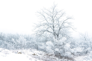 Fototapeta na wymiar Frozen bare trees covered with frost, winter scene