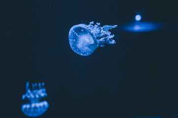 Naklejka na ściany i meble blue jellyfish sea marine animal nature water background color black 