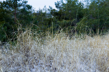 Dry grass on the edge of a winter pine forest. Gloomy day, cloudy in winter.