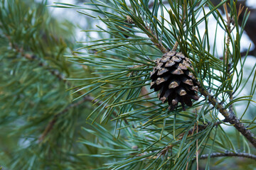 Green young spruce. Beautiful pine with cones. Branch with cone and spruce needles.