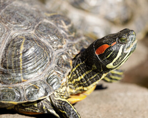 Obraz premium Red-eared slider turtle sun bathing near a pond. Alameda County, California, USA.
