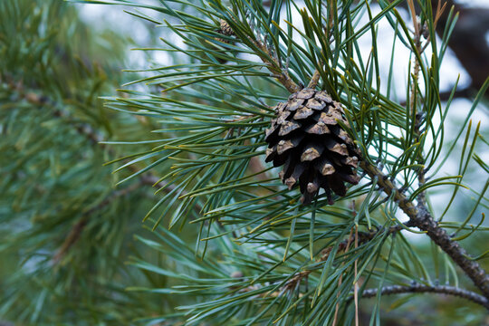 Green young spruce. Beautiful pine with cones. Branch with cone and spruce needles.