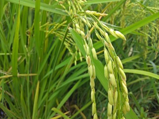 close up Rice paddy farm green nature field. Rice is food in asia