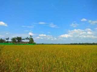 Horizon Green grass or rice field paddy and blue sky and white clouds in countryside
