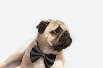 Obraz premium a young pug lies on a white background and looks sadly away in close-up