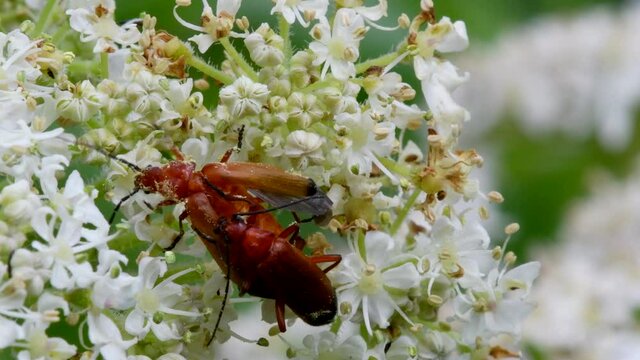 Pair of Soldier Beetle in copulation, their Latin name is Cantharis livida