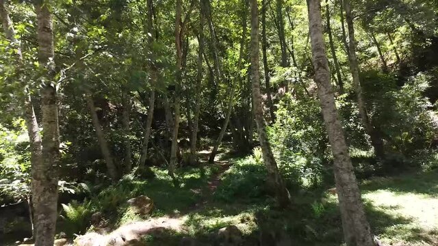 Sendero entre los arboles de un bosque mexicano en la Sierra Norte del estado de Puebla 