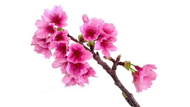 Beautiful pink cherry blossom image