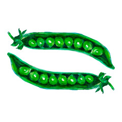 Pea pod. Hand drawn watercolor painting on white background, illustration.