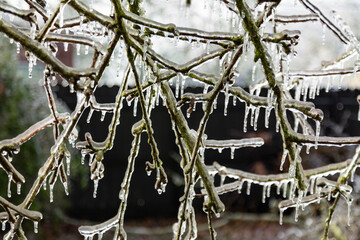 A closeup view of dark tree branches coated with icicles against an out of focus background